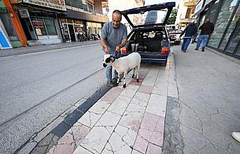 Kurbanlık aldığı koçla arkadaş gibi oldu