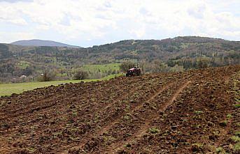 Ordu'da karabuğdayın üretim alanı arttı