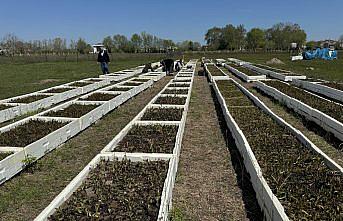 Samsun'da özel izinle üretilen salep orkidesinde hasat mesaisi