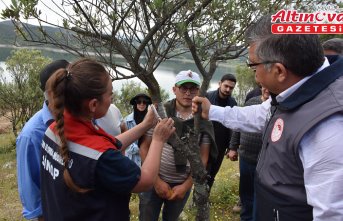 Sinop'ta 80 bin yabani zeytin ağacı aşılanarak ekonomiye kazandırılıyor