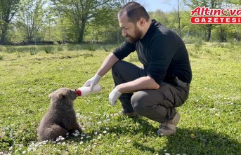 Sinop'ta doğada bulunan 2 ayı yavrusunu veteriner hekimler besledi