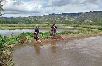 Sinop'ta 18 bin dekar alanda çeltik ekimine başlandı