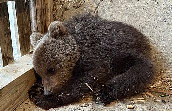 Sinop’ta doğada annesiz ve bitkin bulunan yavru ayı koruma altına alındı