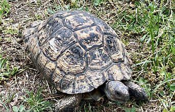 Sinop'ta doğada bitkin bulunan kaplumbağa tedavi edildi