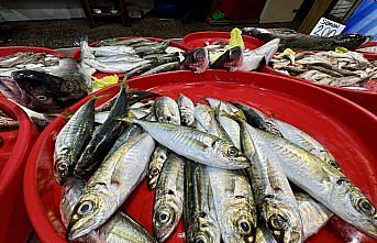 Trabzonlu balıkçıların tezgahlarını mezgit ve istavrit süslüyor