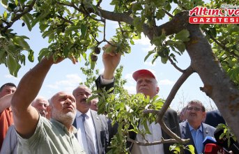 TZOB Genel Başkanı Bayraktar, Çorum'da dondan etkilenen meyve bahçelerini inceledi