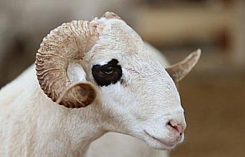 Uzmanından kurban seçimi ve kesimiyle ilgili dikkat edilecek hususlar