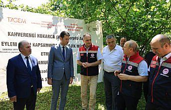 Arhavi'de kahverengi kokarcayla mücadele için samuray arıları doğaya bırakıldı