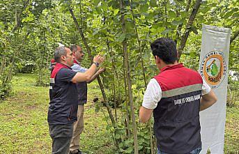Artvin'de kahverengi kokarcayla mücadele edecek samuray arıları doğaya salındı