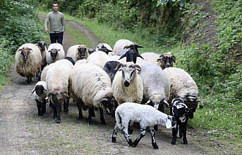 Bacağı kırılan kuzu takılan platin sayesinde yürümeye başladı