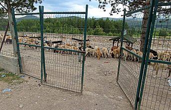 Belediye hayvan barınağının kapısının kilidini kırdılar
