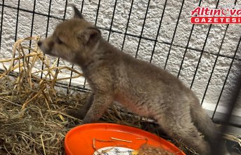 Bolu'da bayram tatili süresince 13 kuş ile 5 tilki tedavi edildi