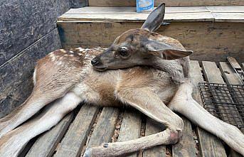 Bolu'da yaralı geyik yavrusu koruma altına alındı