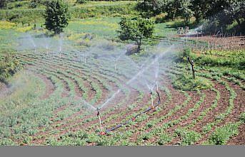 Coğrafi işaret, “Bayburt tarhunu“na ihracat yolunu açtı