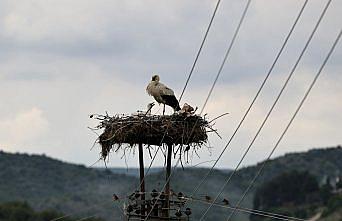 Doğadaki plastik atıklar yavru leylekleri de tehdit ediyor