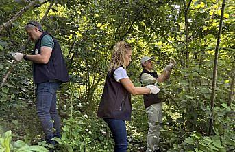 Giresun'da 5 bin 600 samuray arısı salındı