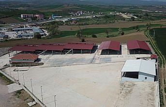 Havza'da canlı hayvan pazarı kapatıldı