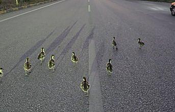 Karabük'te kara yoluna çıkan ördek yavruları kurtarıldı