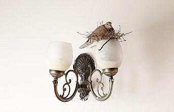 Makam odasını kumrularla paylaşıyor