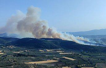 Manisa'da çıkan orman yangını kontrol altına alındı