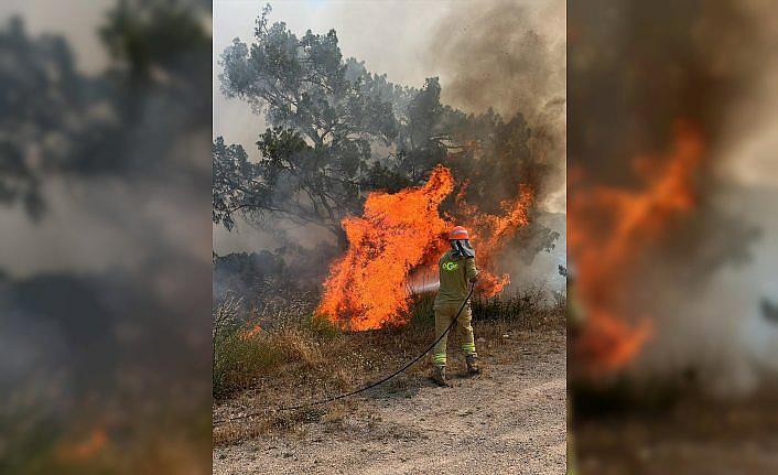 Muğla'da çıkan orman yangını söndürüldü