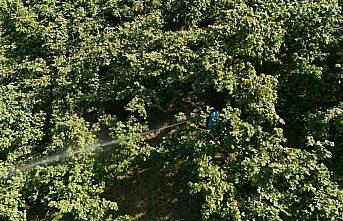 Ordu'da kahverengi kokarcayla mücadele sürüyor