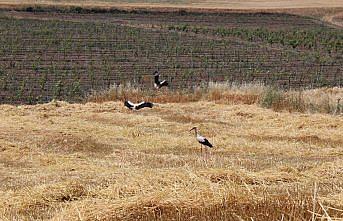Pazar ilçesinde arpa hasadı başladı