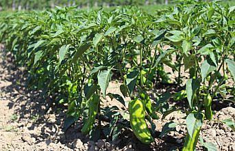 Pazar ilçesinde sebze üretim alanları incelendi