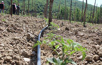 Pazar'da domates ve şeker fasulye alanları ekime hazırlanıyor