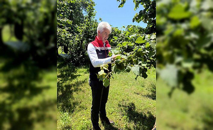 Rize'de 50 bin samuray arısı doğaya salındı