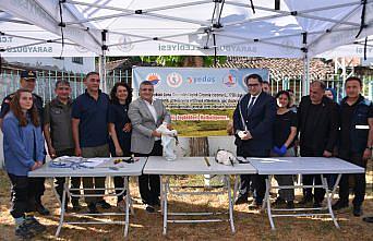 Sinop'ta 82 leylek yavrusu sağlık kontrolünden geçirilerek halkalandı