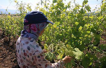 Tokat'ta coğrafi işaretli “narince“ bağ yaprağında hasat sürüyor
