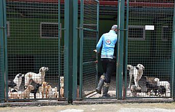 Trabzon'da 14 ayda 1182 sahipsiz köpek yeni yuvalarına kavuştu