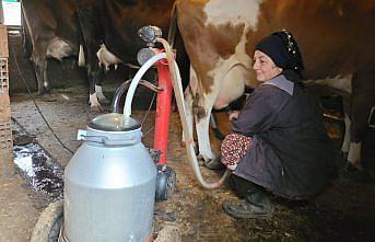 Üç buzağıyla başladı, çiftçi kredisiyle hayvan sayısını 28'e çıkardı