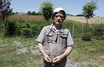 Uzmanından yaprakları maydanoza benzetilen zehirli baldıran otu konusunda uyarı