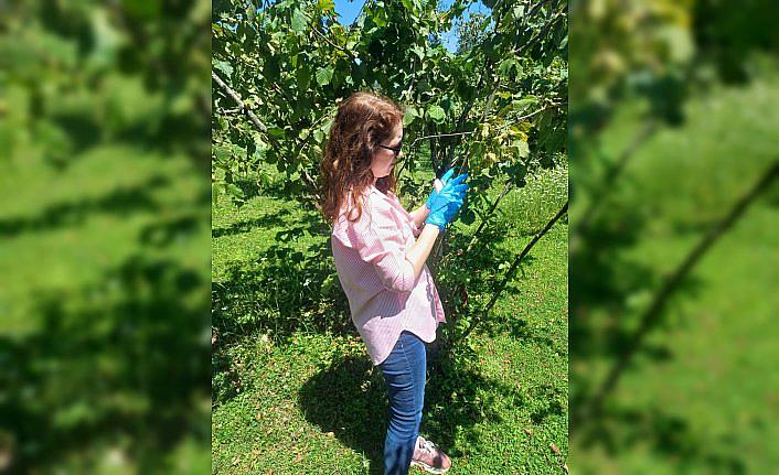 Yağlıdere'de kahverengi kokarcayla mücadele için samuray arıları doğaya bırakıldı