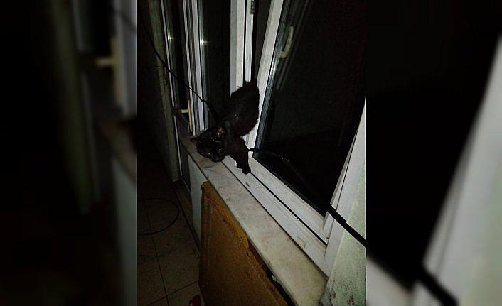 Zonguldak'ta pencereye sıkışan kedi itfaiye ekiplerince kurtarıldı