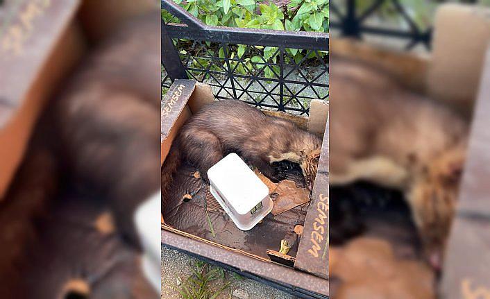 Zonguldak'ta yaralı sansar tedavi altına alındı