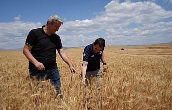 Amasya’da hububat hasadı başladı