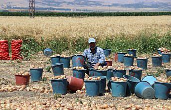 Amasya'da kuru soğan hasadı başladı