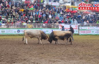 Artvin'de “44. Kafkasör Kültür, Turizm ve Sanat Festivali“ boğa güreşleriyle devam etti