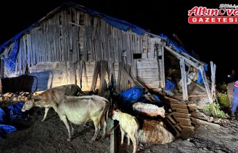 Artvin'de çöken ahırdaki 33 büyükbaş hayvan kurtarıldı