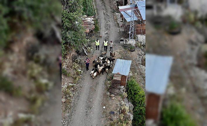 Artvin'de kaybolan keçileri jandarma ekipleri buldu