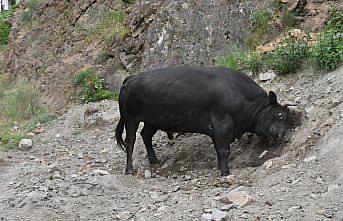 Artvin'de üç aydır antrenman yapan boğalar arenaya çıkmaya hazır