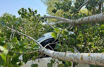 Bartın'da çürüyen ağacın devrilmesi sonucu 4 araç hasar gördü