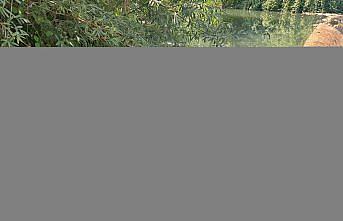 Bartın'da toplu balık ölümlerine ilişkin inceleme başlatıldı