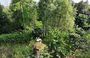 Belediye ekipleri yıkılan ağaçtan düşen leyleklere yeni yuva yaptı