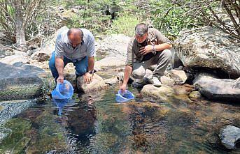 Bolu'da 12 bin kırmızı benekli alabalık yavrusu derelere bırakıldı