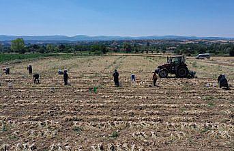 Coğrafi işaretli Taşköprü sarımsağının hasadı kavurucu sıcakta yapılıyor