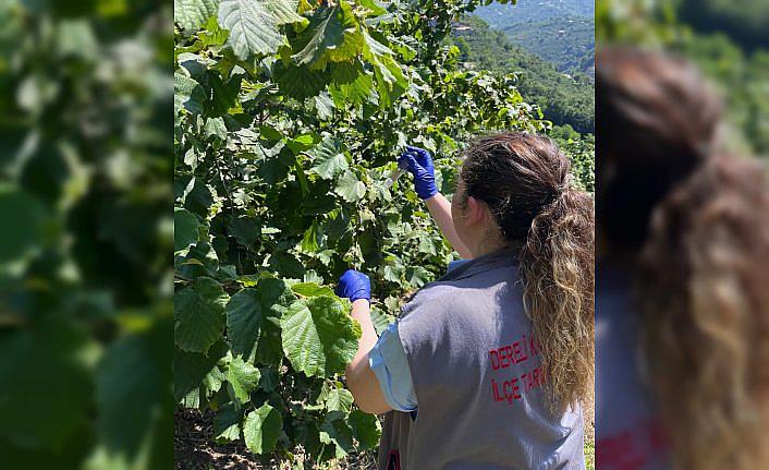 Dereli'de 2 binin üzerinde samuray arısı doğaya salındı